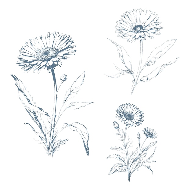 Ręcznie Rysowane Dzikie Kwiaty Siana Kwiat Nagietka Zioło Medyczne Vintage Ilustracja Botaniczna