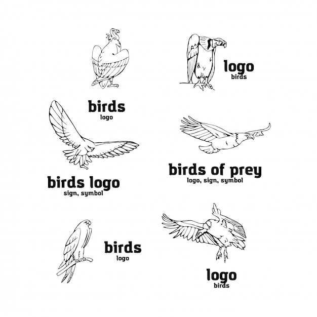 Plik wektorowy ręcznie rysowane grafiki ołówkiem. zestaw ptaków drapieżnych.