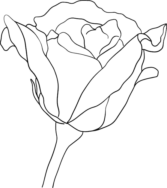 Ręcznie Rysowane Ikona Zarys Kwiat Róży. Wektor Wysokiej Jakości