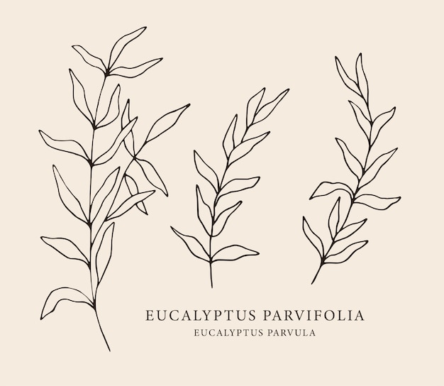 Ręcznie Rysowane Ilustracja Eukaliptus Parvifolia