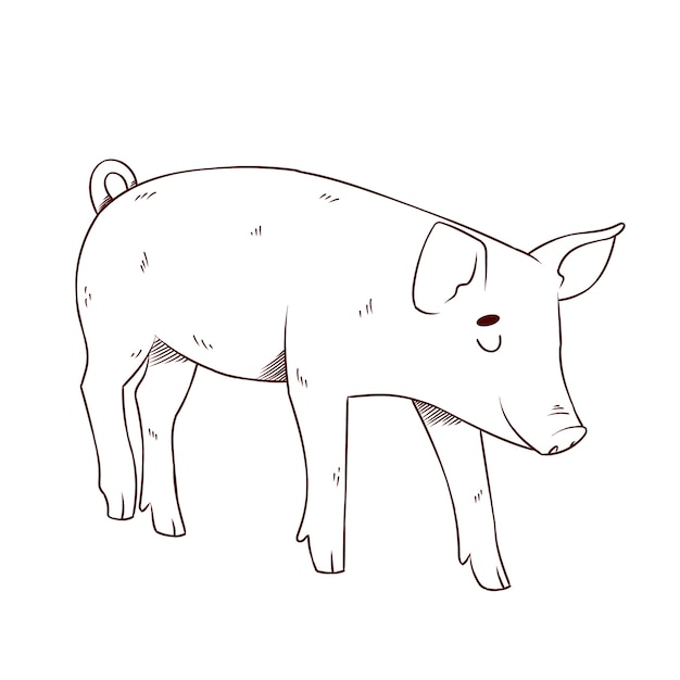 Ręcznie rysowane ilustracja kontur świni