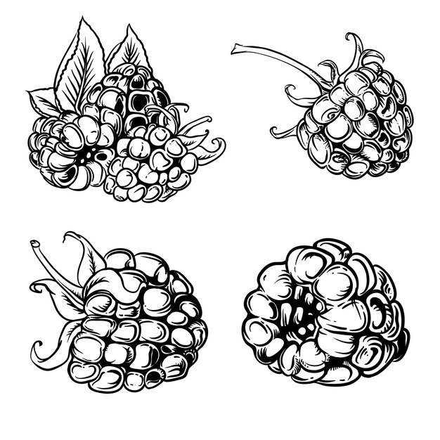 ręcznie rysowane ilustracja maliny ręcznie rysowane ilustracja, rysunek, grawerowanie, atrament, grafika liniowa, vect
