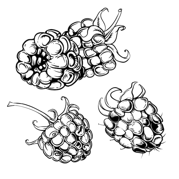 ręcznie rysowane ilustracja maliny ręcznie rysowane ilustracja, rysunek, grawerowanie, atrament, grafika liniowa, vect