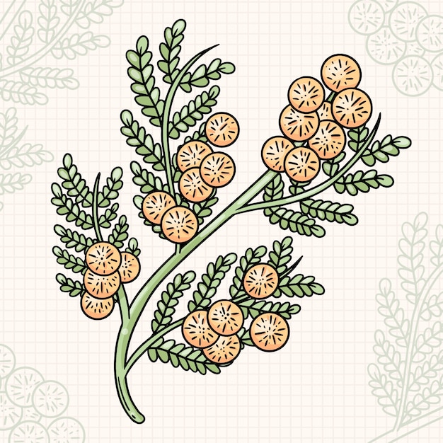 Plik wektorowy ręcznie rysowane ilustracja mimozy