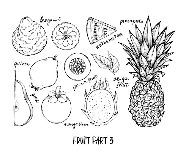 Ręcznie Rysowane Ilustracja - Owoce Tropikalne I Egzotyczne. Ananas, Arbuz, Gruszka, Mangostan