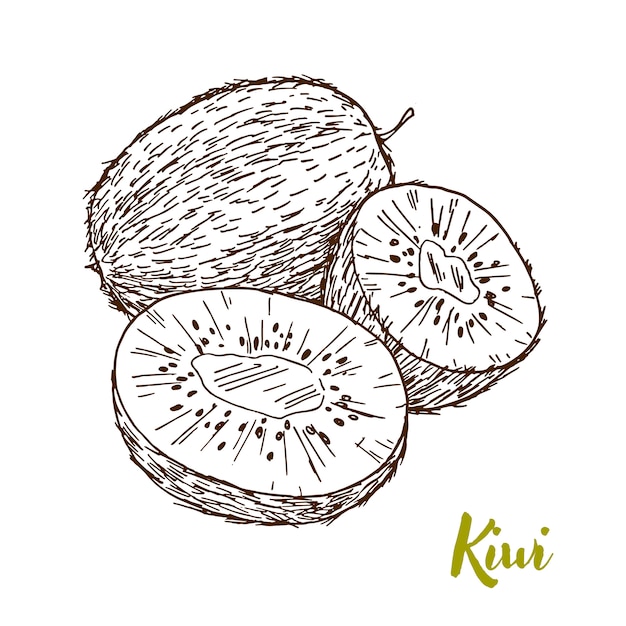 ręcznie rysowane ilustracji kiwi