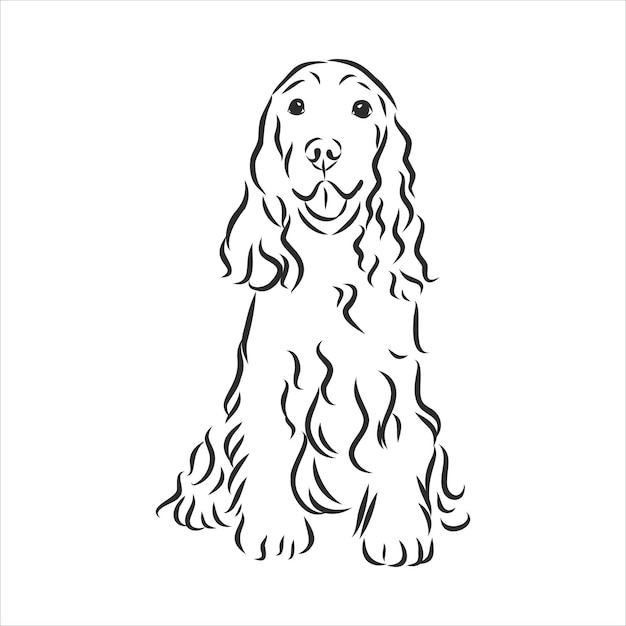 Ręcznie Rysowane Ilustracji Wektorowych Cocker Spaniel Angielski. Pies W Stylu Szkicu. Realistyczny