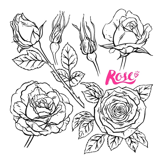 Ręcznie Rysowane Kolekcja Róż