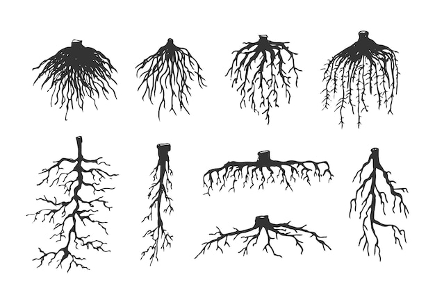 Plik wektorowy ręcznie rysowane korzenie drzewa vintage zestaw ilustracji
