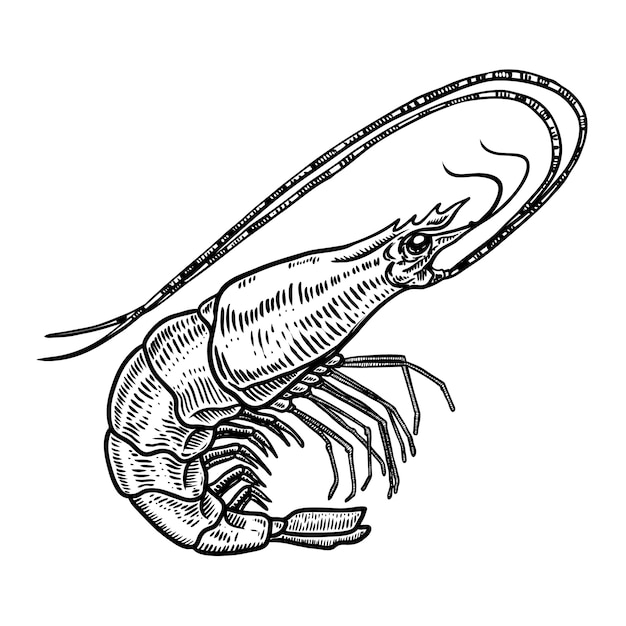 Ręcznie Rysowane Krewetki Ilustracja Na Białym Tle. Owoce Morza. Element Plakatu, Karty, Menu, Godła. Wizerunek