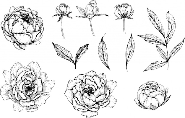 Plik wektorowy ręcznie rysowane kwiaty piwonii, diy doodle kwiaty