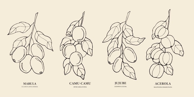 Ręcznie Rysowane Marula, Camu-camu, Jujube, Ilustracja Aceroli