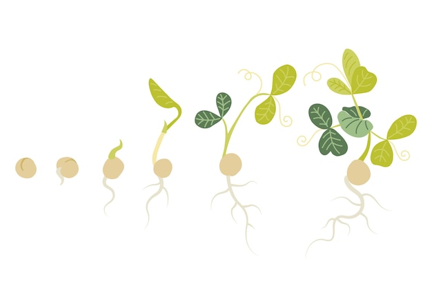Ręcznie Rysowane Microgreens Zielonego Groszku Zdrowa żywność