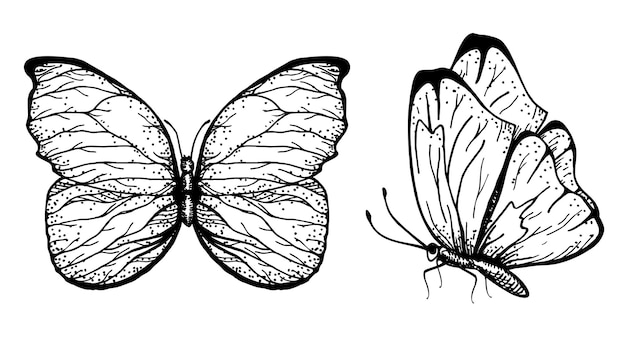 Ręcznie Rysowane Motyle Z Otwartymi I Złożonymi Skrzydłami. Naszkicować. Kolekcja