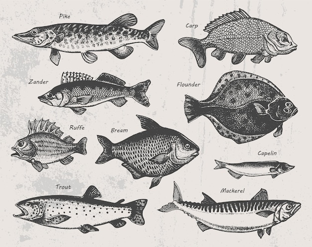 Ręcznie rysowane ryby szkic szczupak sandacz flądra jazgarz leszcz gromadnik pstrąg makrela ilustracja wektorowa