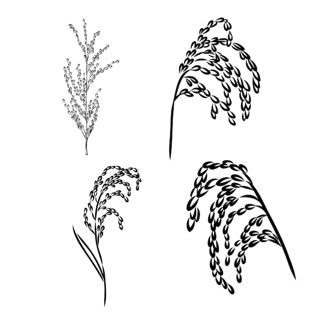 Plik wektorowy ręcznie rysowane szkic czarno-białych elementów ilustracji wektorowych ziarna ucha ryżu ucha w graficznym sty