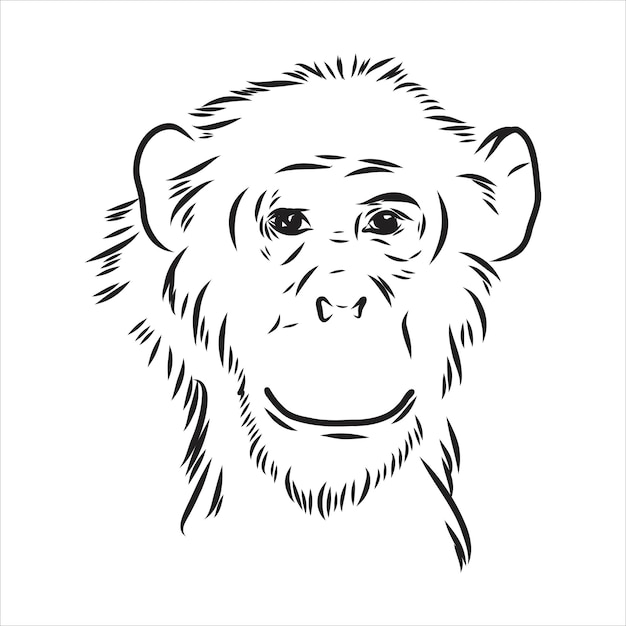 Ręcznie rysowane szkic ilustracji stylu małpy Młody szympans Ilustracja wektorowa
