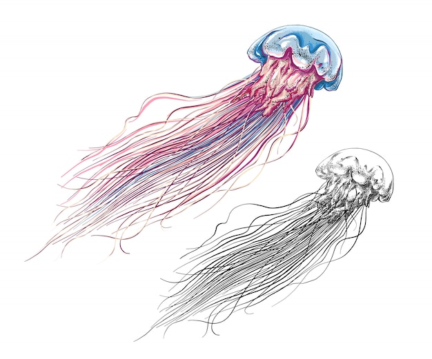 Plik wektorowy ręcznie rysowane szkic meduzy w kolorze, na białym tle.