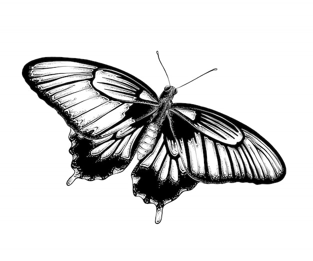 Ręcznie rysowane szkic motyla w kolorze czarnym. Pojedynczo na białym