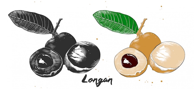 Ręcznie rysowane szkic owoców longan