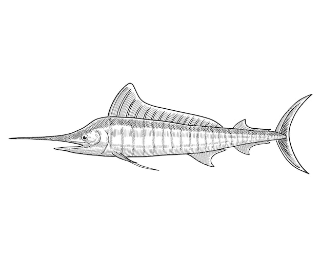 Ręcznie rysowane szkic pasiastych ryb Marlin Grawerowanie ilustracji wektorowych