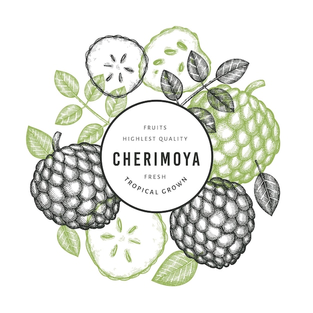 Ręcznie Rysowane Szkic Transparent Cherimoya Styl. Ilustracja Organicznych świeżych Owoców Na Białym Tle. Grawerowany Szablon Botaniczny W Stylu.