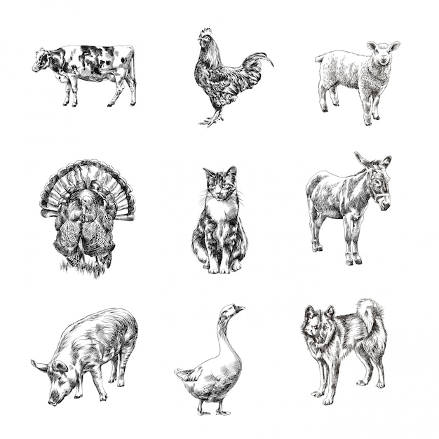 Plik wektorowy ręcznie rysowane szkice zwierząt