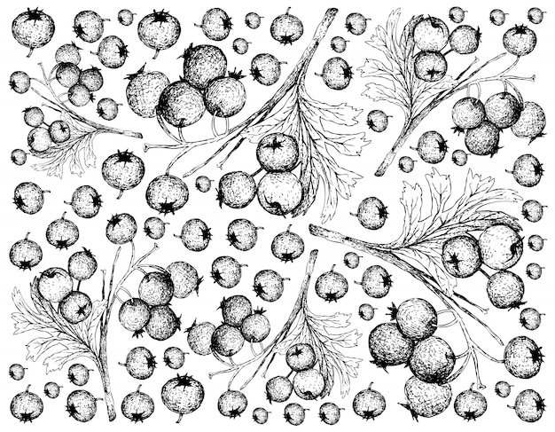 Ręcznie Rysowane Tapety Z Głogu Jagody Na Białym Tle