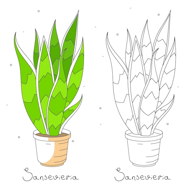 Ręcznie rysowane wektor kwiat w doniczce Sansevieria Flora Design