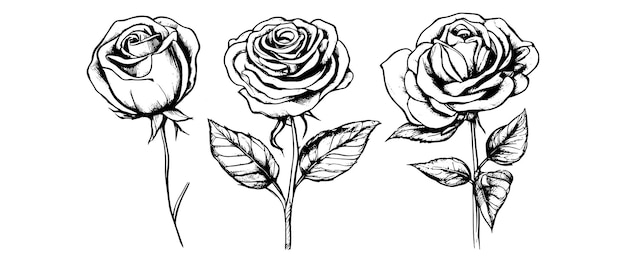 Ręcznie rysowane wektor róży piękny kwiat na przezroczystym tle wektor róży jest bardzo wysoki