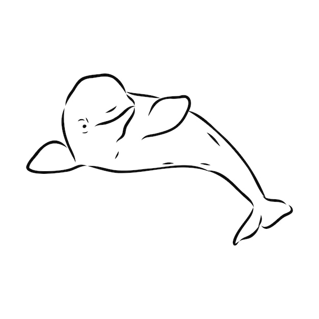 Ręcznie Rysowane Wektor Szkic Wieloryba Bieługi Grawerowanie Ilustracja Wieloryb Szkic Wektor Wieloryb Bieługa Chory
