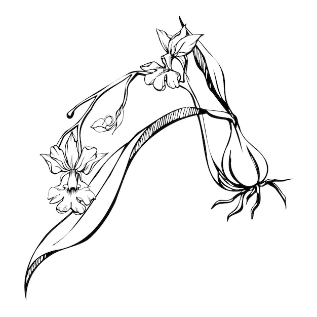 Plik wektorowy ręcznie rysowane wektor tusz kwiaty orchidei łodygi liście monochromatyczne szczegółowy zarys kompozycja z gałęziami izolowany na białym tle projekt na ścianę sztuka ślubna wydrukować tatuaż okładka karty