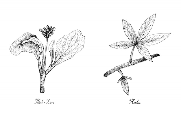 Ręcznie Rysowane Z Liści Kai Lan I Kuka