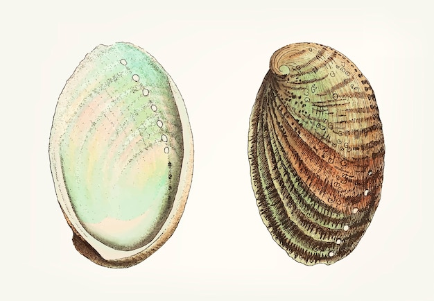 Plik wektorowy ręcznie rysowane z muszli abalone