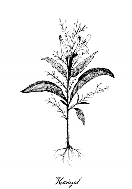 Ręcznie rysowane z roślin Kariyat lub Andrographis Paniculata
