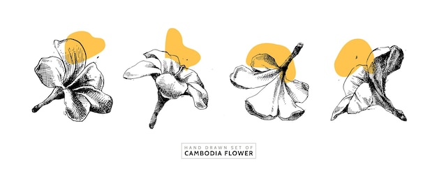 Ręcznie Rysowane Zestaw Kwiatów Kambodży W Stylu Vintage