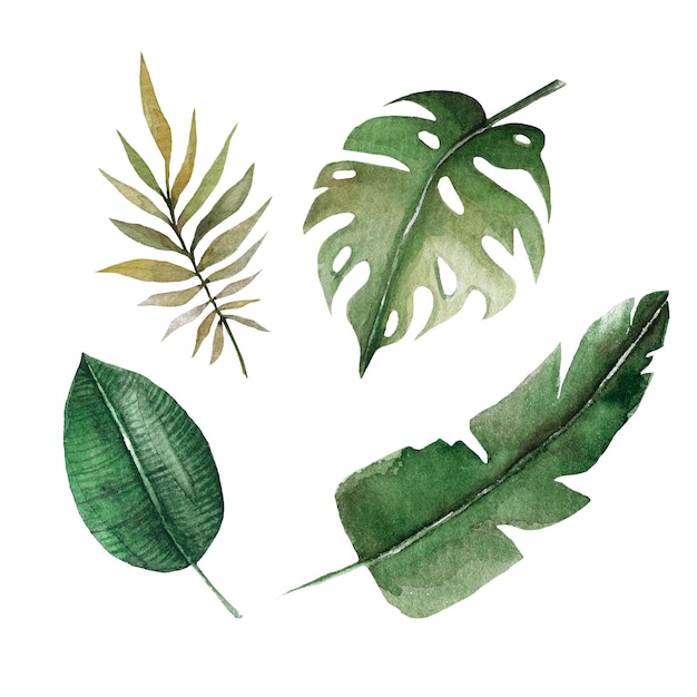 Ręcznie Rysujący Zestaw Akwareli Z Zielonymi Tropikalnymi Liśćmi Palmowej Ilustracji Monstera