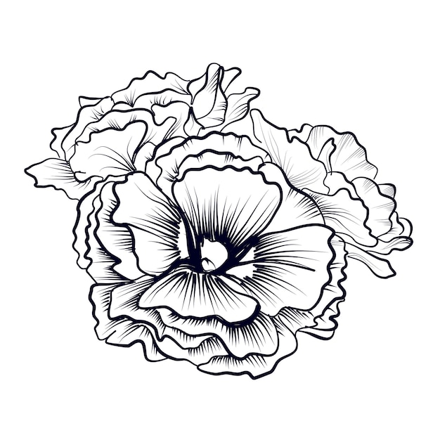 Plik wektorowy ręczny rysunek bukietu kwiatów goździka ilustracja wektorowa