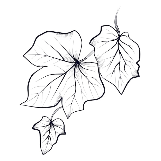 Plik wektorowy ręczny rysunek liści bluszku ilustracja wektorowa