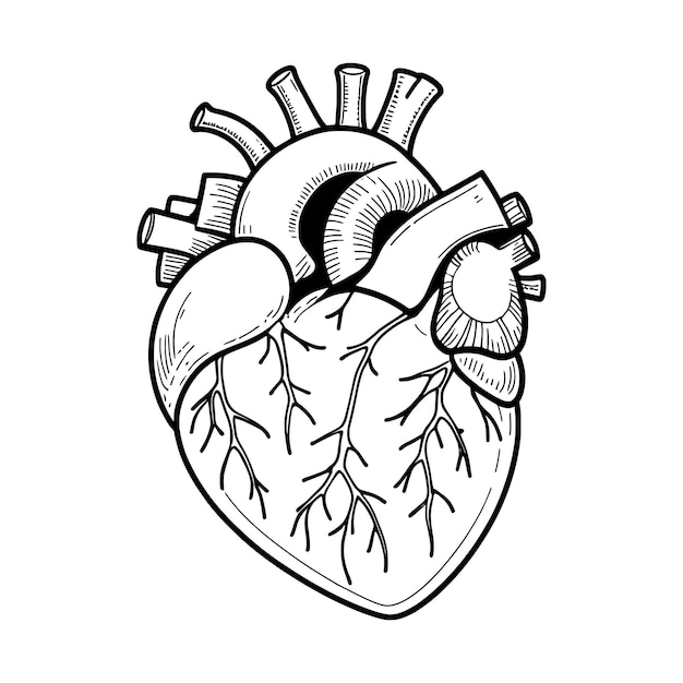 Plik wektorowy ręczny rysunek z konturem serca, kolorowanie, projektowanie wektorowe i ilustracja
