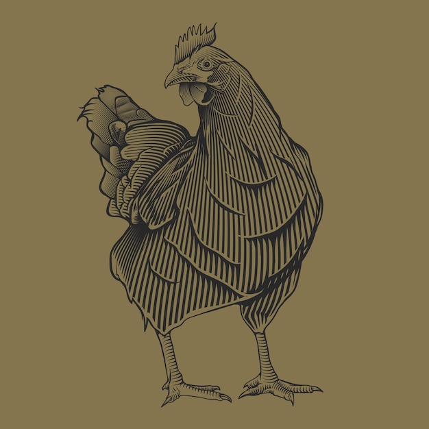 Ręka Rysuje Rocznika Chiken Ilustrację