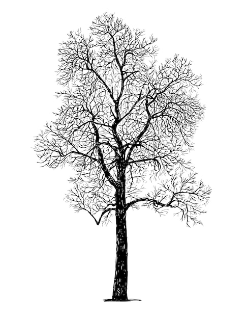 Plik wektorowy ręka rysunek sylwetki nagich drzew liściastych