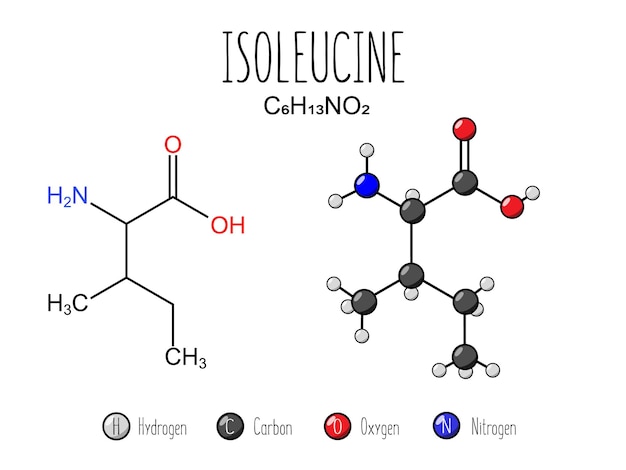Plik wektorowy reprezentacja aminokwasów izoleucyny
