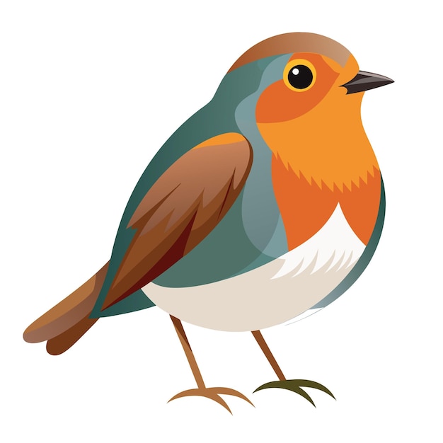 Robin Bird Kolorowy Wektor