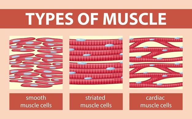 Plik wektorowy rodzaje diagramów komórek mięśniowych