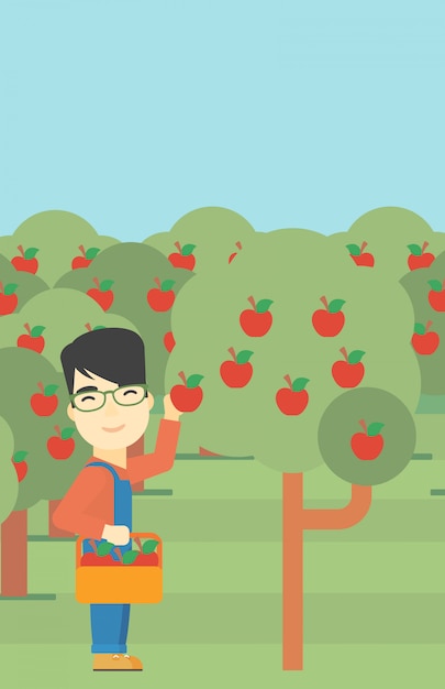 Rolnik zbierający jabłka