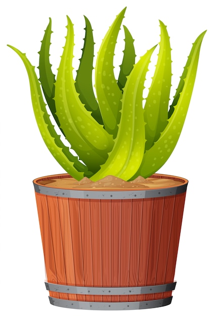 Roślina Aloe Vera W Doniczce