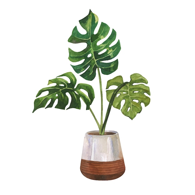 Roślina domowa i biurowa monstera w ceramicznym doniczce Ręcznie rysowane akwarele clipart na białym tle