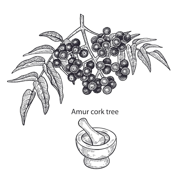 Plik wektorowy roślina lecznicza drzewo korkowe amur