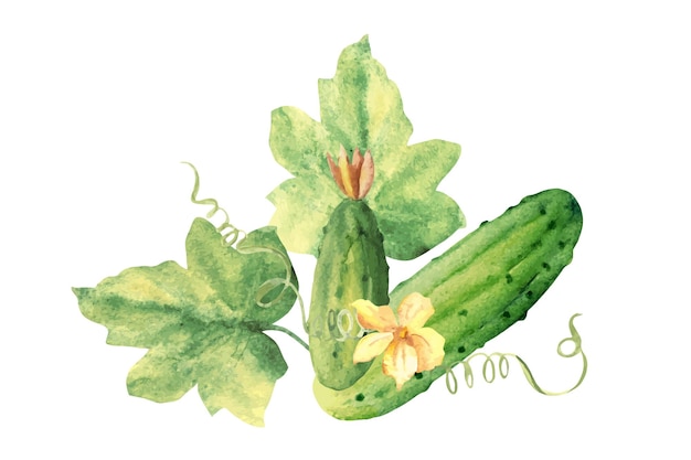 Roślina Ogórków Z Liśćmi I Kwiatami Kompozycja Warzywna Ręcznie Narysowana Botaniczna Akwarela